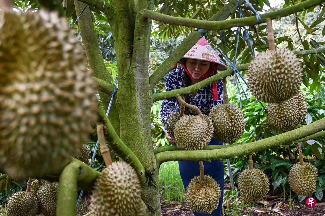 迎合中国庞大需求 越南咖啡农改种榴梿致富