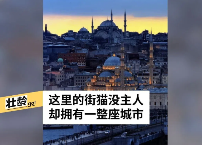 猫踪处处 漫不经心邂逅伊斯坦布尔的灵魂